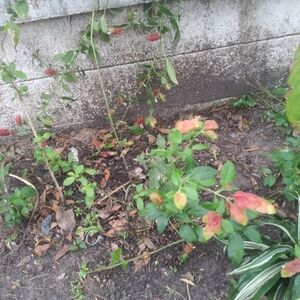 4 Red Shrimp Tailed Petunias